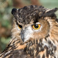European Eagle Owl